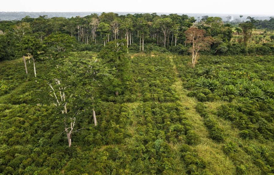 Tanna Coffee Tours, Tanna Island, Vanuatu